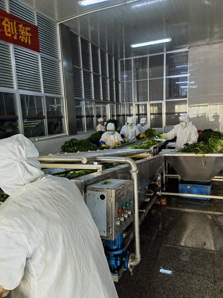 脫水香菜系列供應